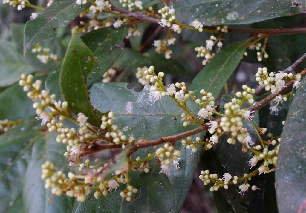 Guioa lasioneura