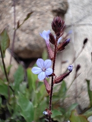 Plumbago caerulea