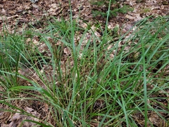 Carex stricta