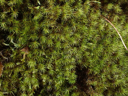 Rusty Bow-moss (Campylopus subporodictyon)
