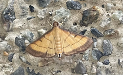 Cnaphalocrocis