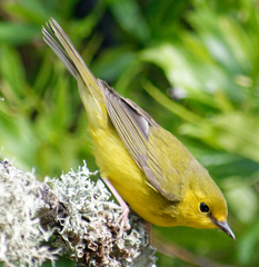 Setophaga citrina