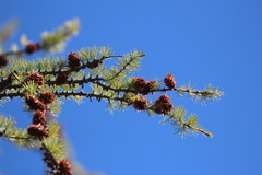 Larix lyallii