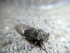 Neotibicen canicularis