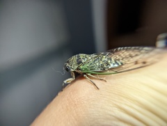 Neotibicen canicularis