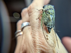 Neotibicen canicularis