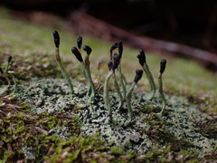 Pilophorus acicularis