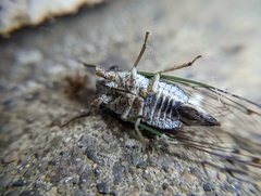 Neotibicen canicularis