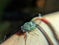 Neotibicen canicularis