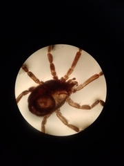 Acariformes