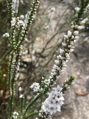 Epacris pulchella