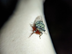 Neotibicen canicularis