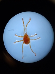 Acariformes