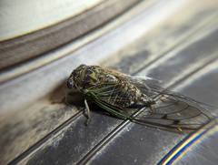 Neotibicen canicularis