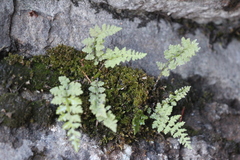 Cystopteris fragilis