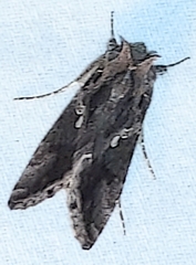 Chrysodeixis includens