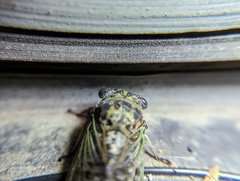 Neotibicen canicularis