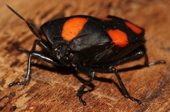 Brachystethus rubromaculatus