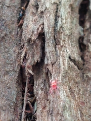 Trombidiformes