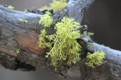 Letharia vulpina