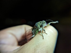 Neotibicen canicularis