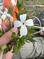 Bouvardia longiflora