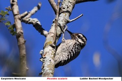 Dryobates scalaris