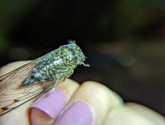 Neotibicen canicularis