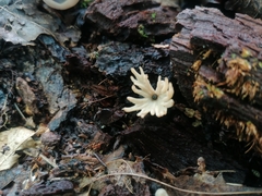 Tremellodendropsidaceae