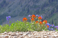 Castilleja applegatei viscida
