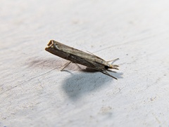 Neotibicen canicularis