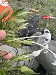 Bouvardia longiflora