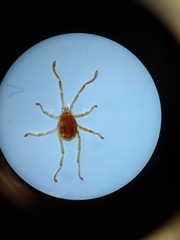 Acariformes