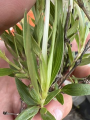 Bouvardia longiflora