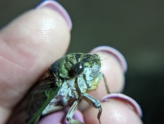 Neotibicen canicularis