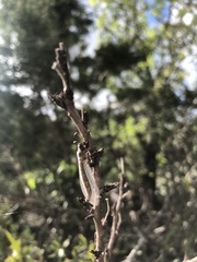 Ululodes macleayanus