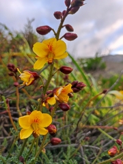 Erythrostemon angulatus