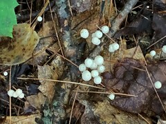 Marasmius capillaris
