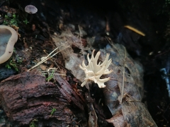 Tremellodendropsidaceae