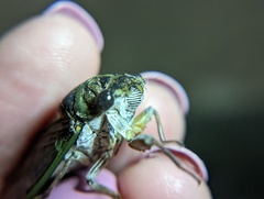 Neotibicen canicularis