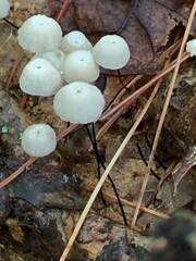 Marasmius capillaris
