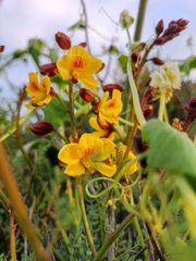 Erythrostemon angulatus