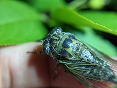 Neotibicen canicularis