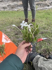 Bouvardia longiflora
