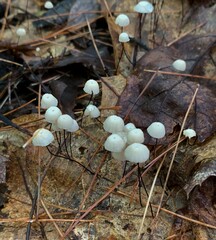 Marasmius capillaris