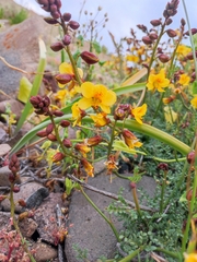 Erythrostemon angulatus