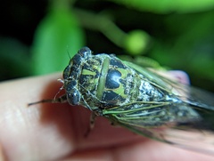 Neotibicen canicularis