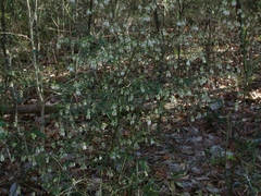 Vaccinium elliottii