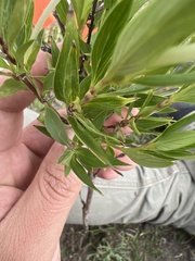 Bouvardia longiflora