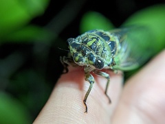 Neotibicen canicularis